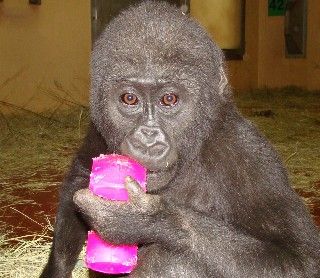 Fido Pro-Trainer Dumbbell