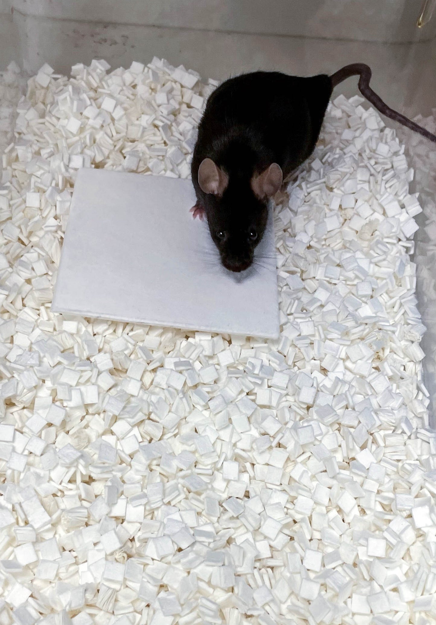 Alpha Nest - 2000 Per Case