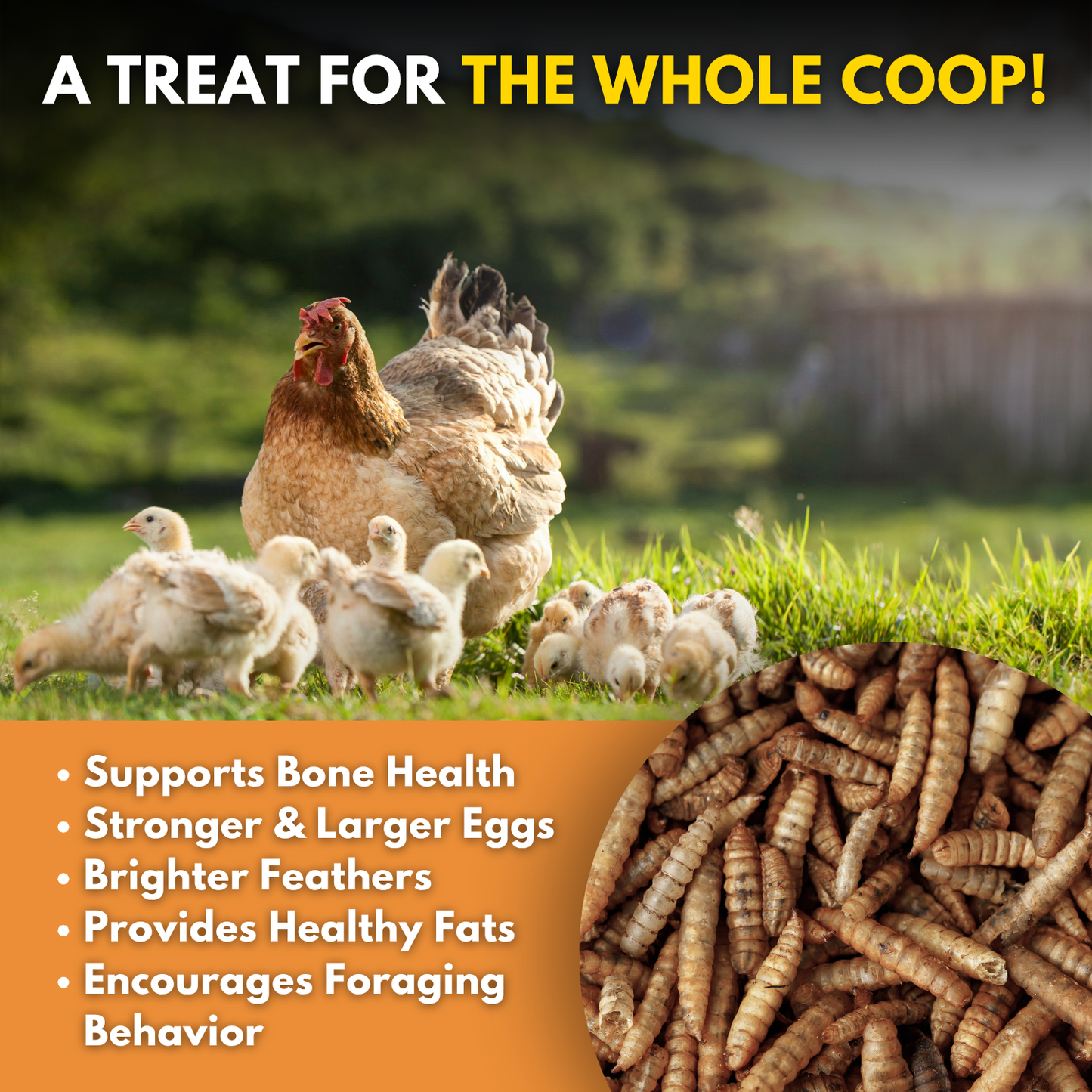 Brooks Brand BSFL for Chickens - 5lb