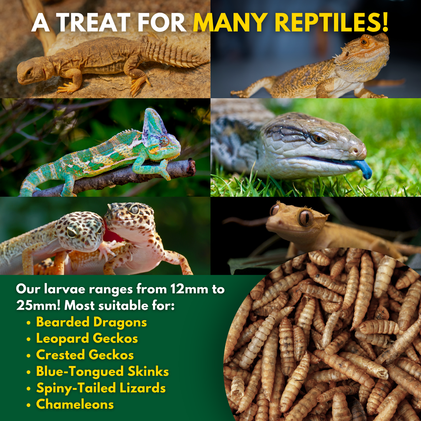 Brooks Brand BSFL for Reptiles - 1lb