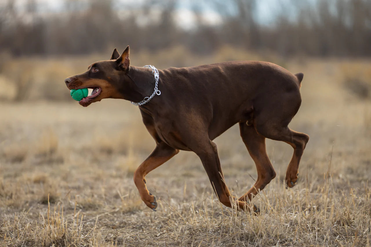 FloTek Dog Ball