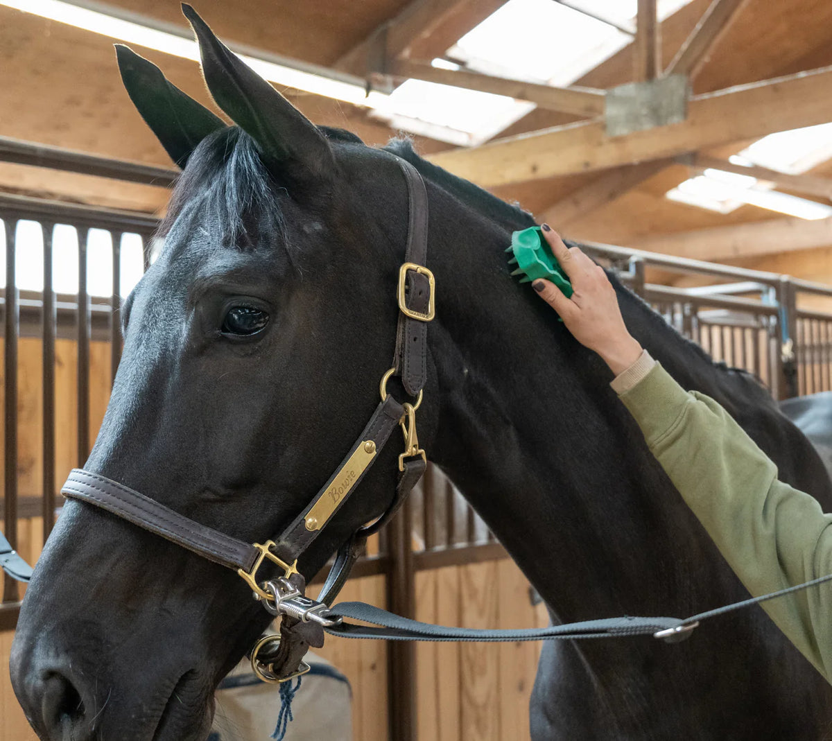 GroomBug Horse Grooming Brush