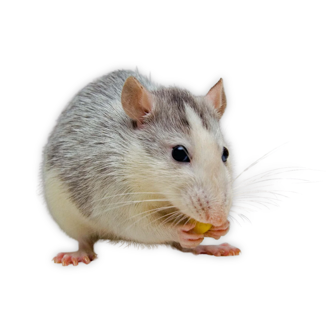 Mazuri Rodent Breeder 6F - 5M30 - 40lb