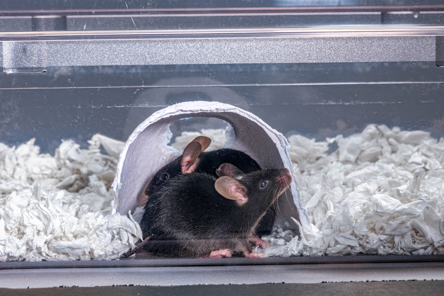 Shepherd Shacks - Dome Shack - 480 Per Case