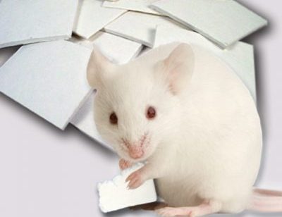 Alpha Nest - 2000 Per Case