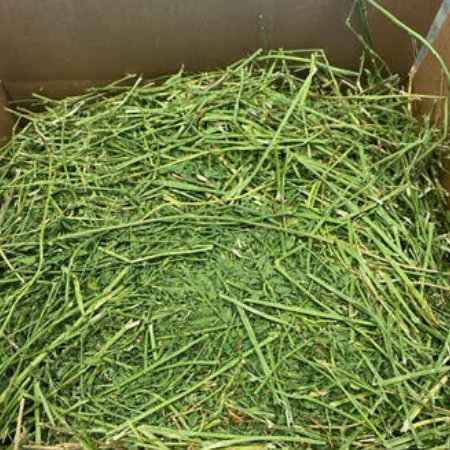 Premium Montana Alfalfa Hay