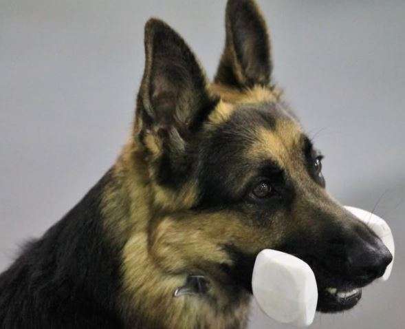 Fido Pro-Trainer Dumbbell