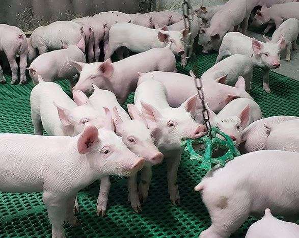 Porcichew -  Flavored Swine Pig Enrichment