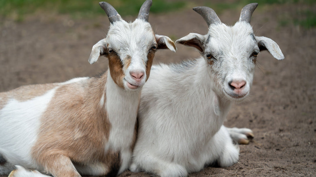 BioWorma for Goats: Dosing, Efficacy, and How It Breaks the Worm Cycle