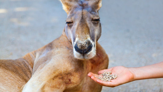 Mazuri Animal Feed Guide: Species, Formulations, and Where to Buy