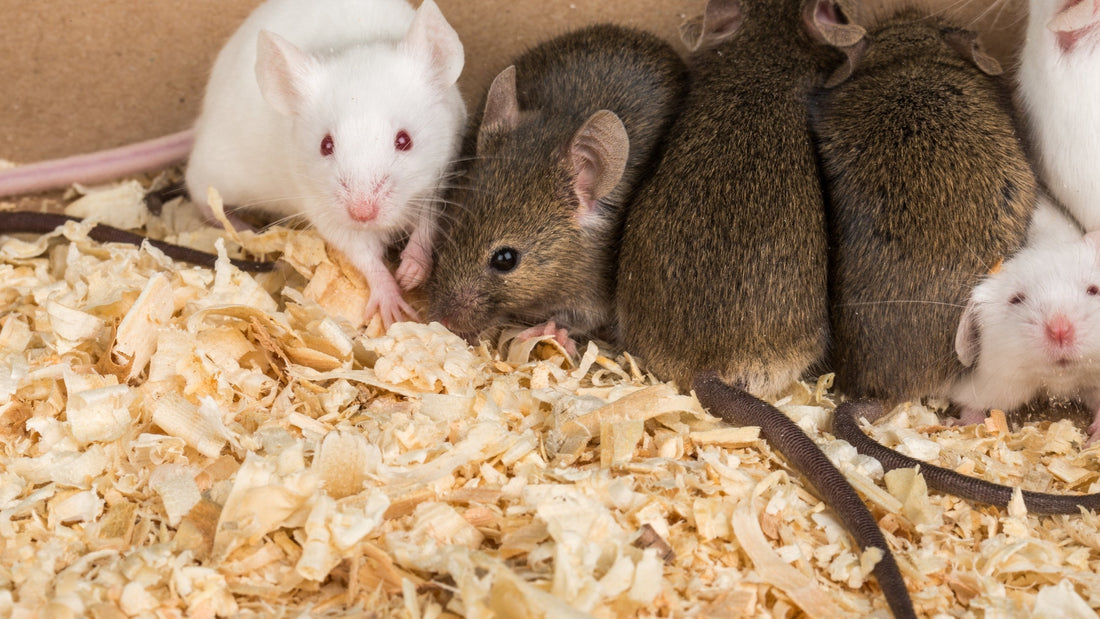 Mazuri Rodent Breeder 6F (5M30): What It Is and Why Breeders Use It