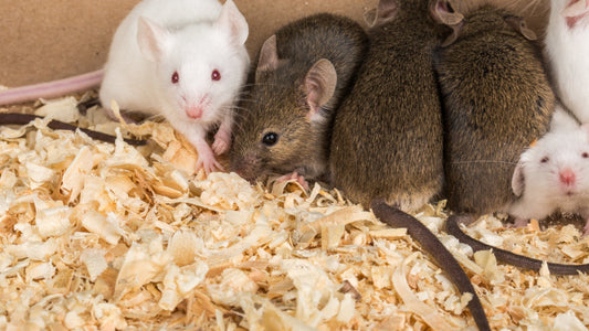 Mazuri Rodent Breeder 6F (5M30): What It Is and Why Breeders Use It