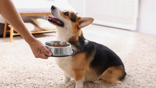 Valu-Pak Dog Food Guide: Choosing the Right Formula for Working and Exotic Canines