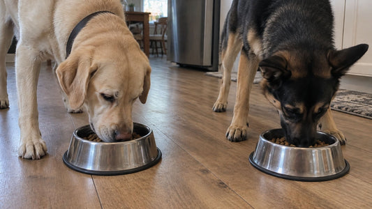 Valu-Pak vs. Standard Dog Food: What Working Dog and Exotic Canine Owners Should Know