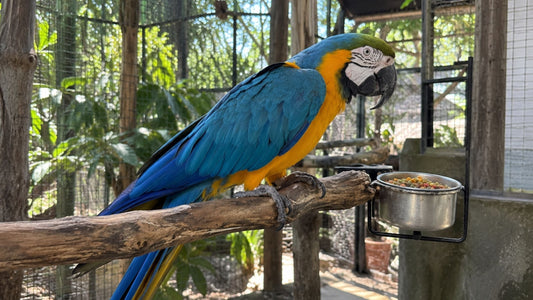 ZuPreem Bird Diet Guide: FruitBlend, Natural, and Avian Breeder Formulas by Species
