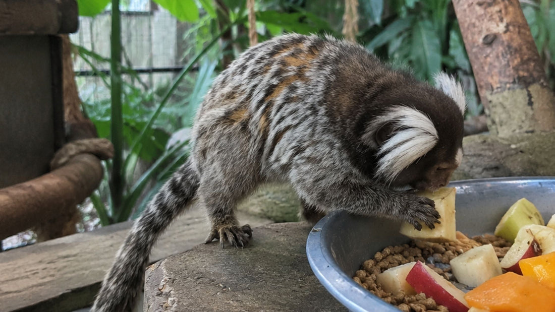 ZuPreem Primate Diet Guide: Marmoset and Leaf-Eater Formulas