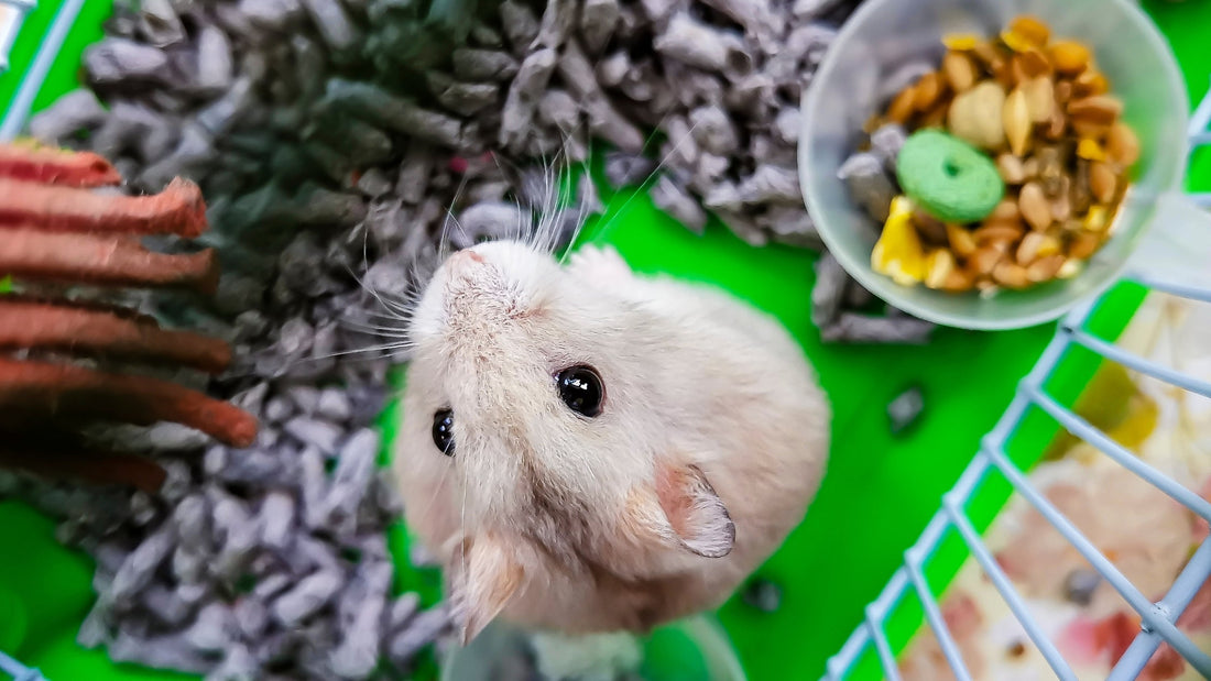 Is Mazuri Rat and Mouse Diet Good for Hamsters?