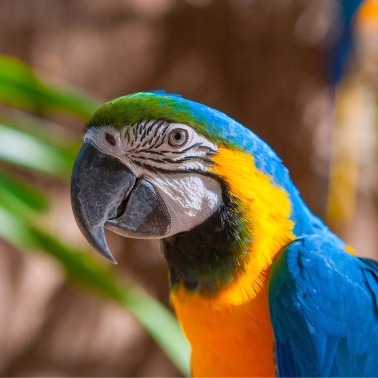 Wild Bird and Wildlife