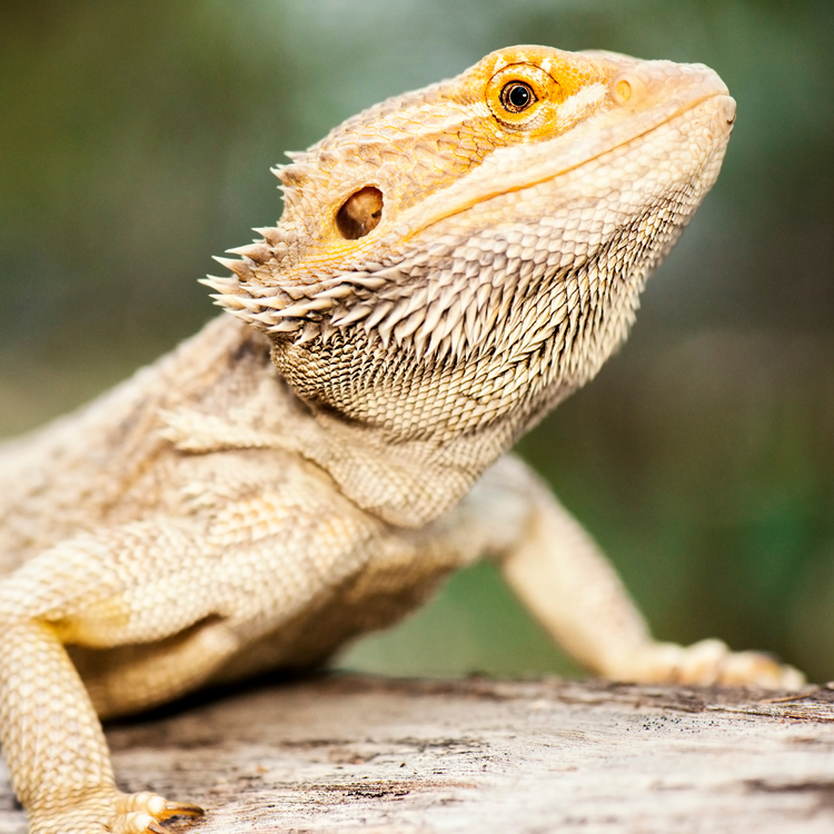 Reptile and Amphibian