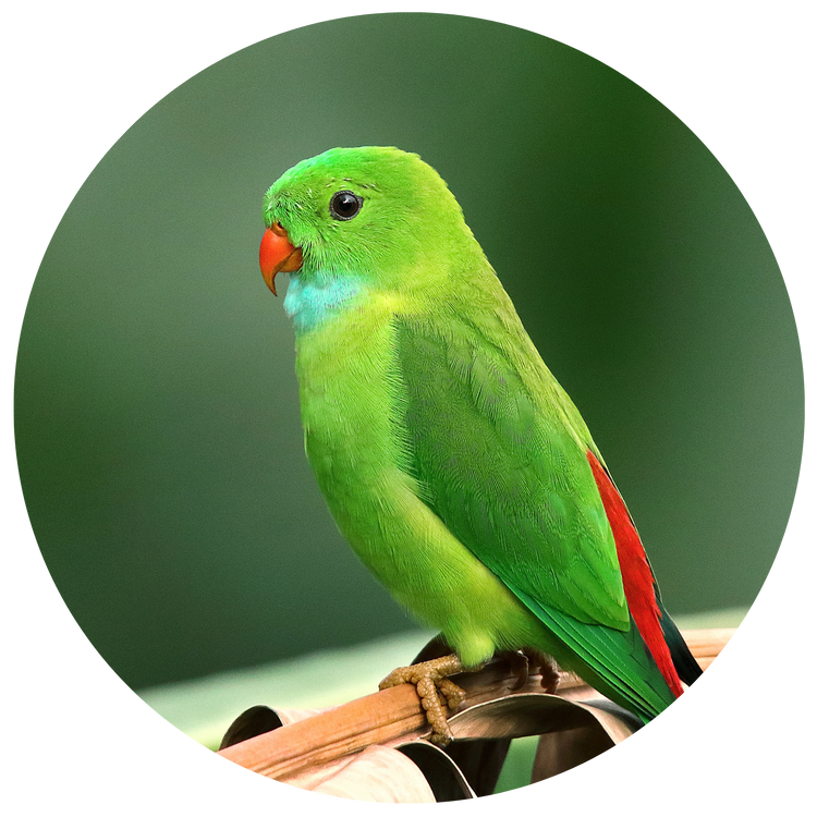 Birds