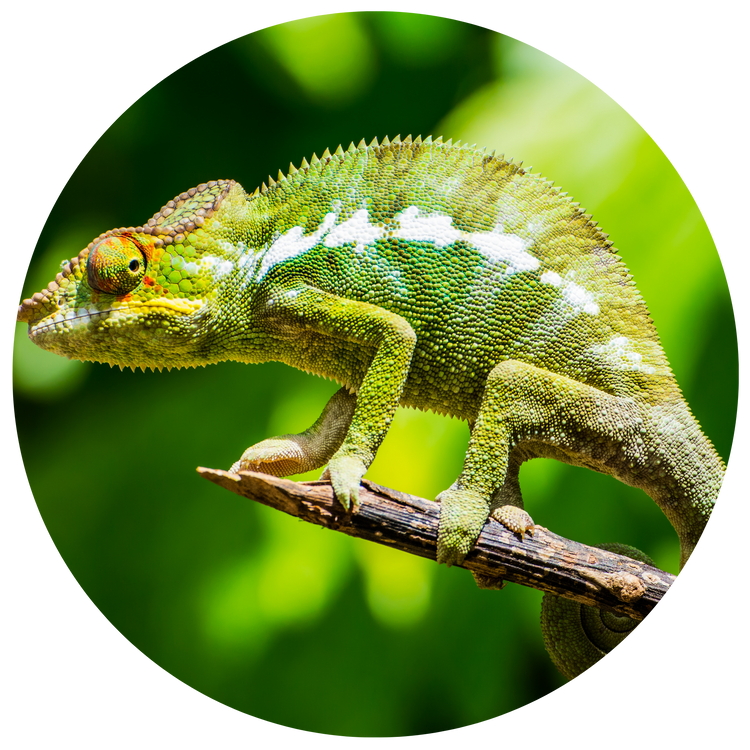 Reptile