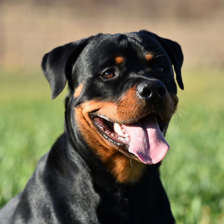 Canine