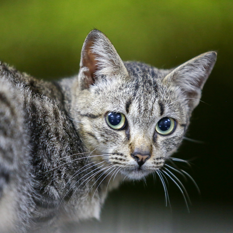 Feline