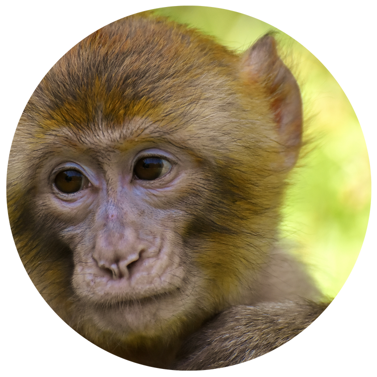 Primate