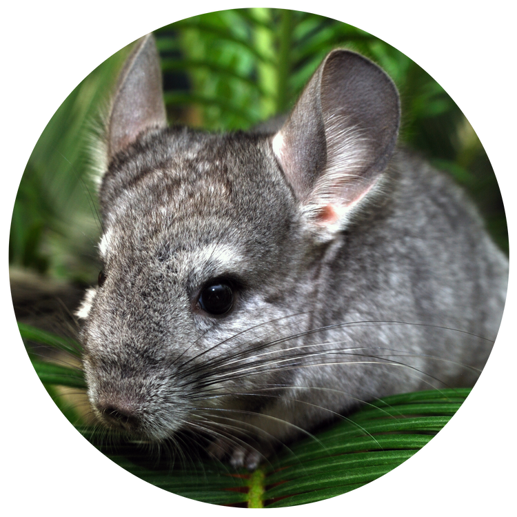 Small Animal
