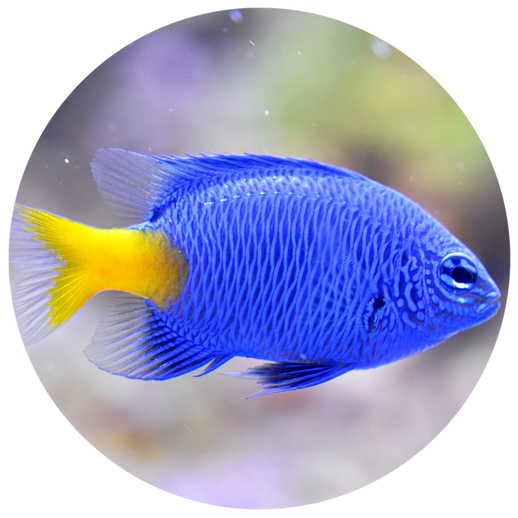 Aquatic Animal