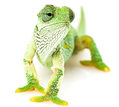 Insectivorous Lizard