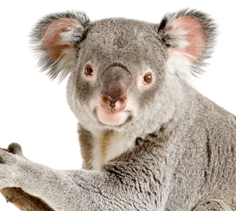 Leaf Eating Primates
