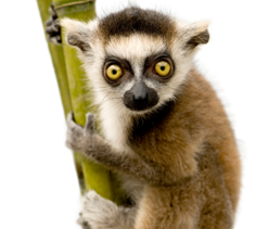 Lemurs & Prosimians