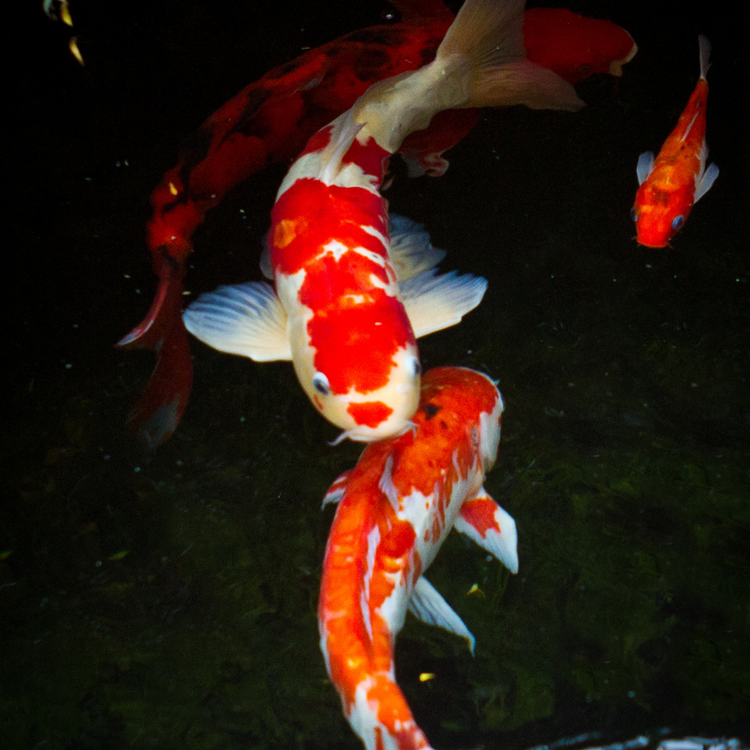 Fish and Aquatic Animal