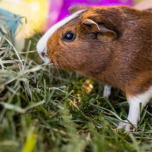 Hand-Selected Orchard Grass, 9lb Box