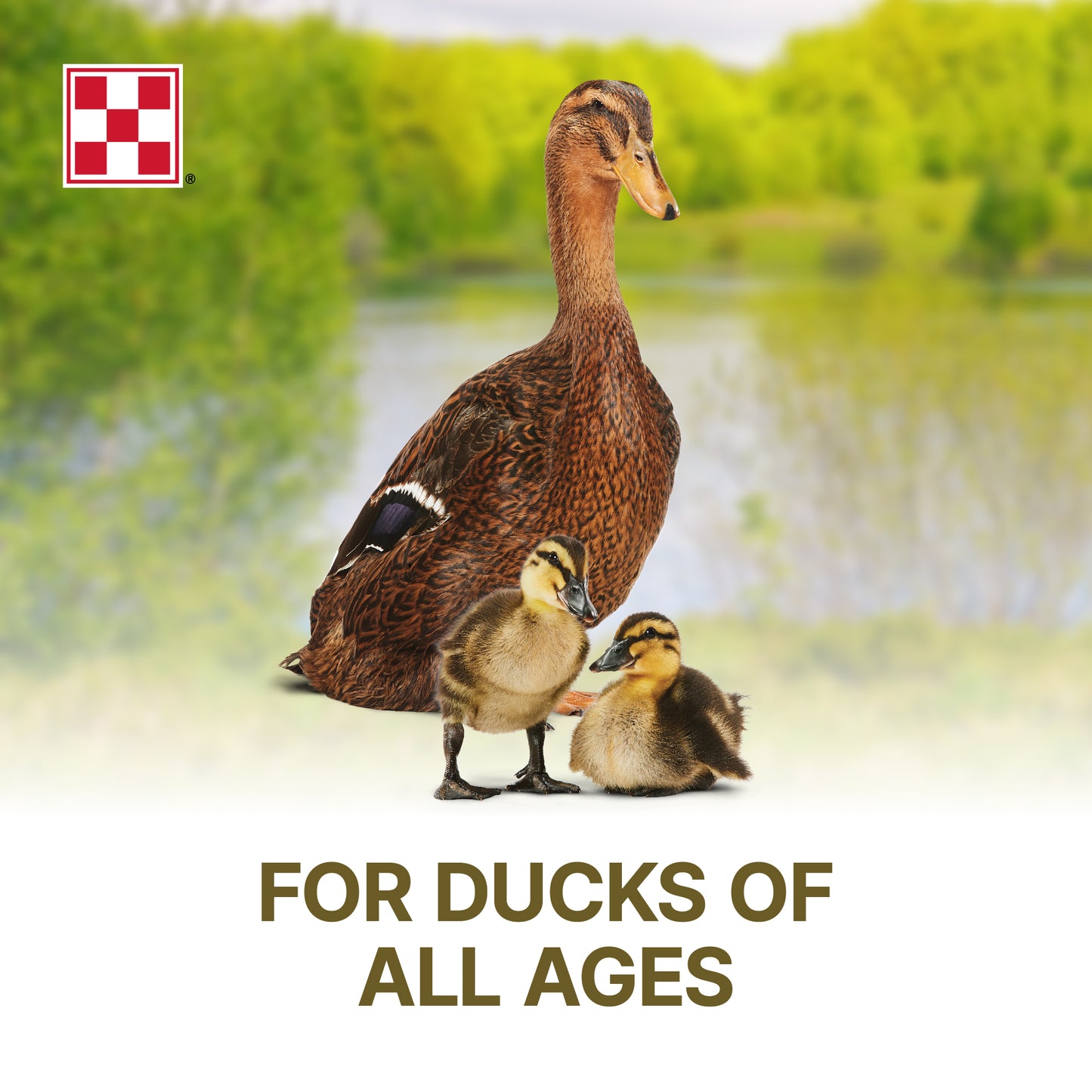 Purina Duck Pellets 61HJ - 4.5lb