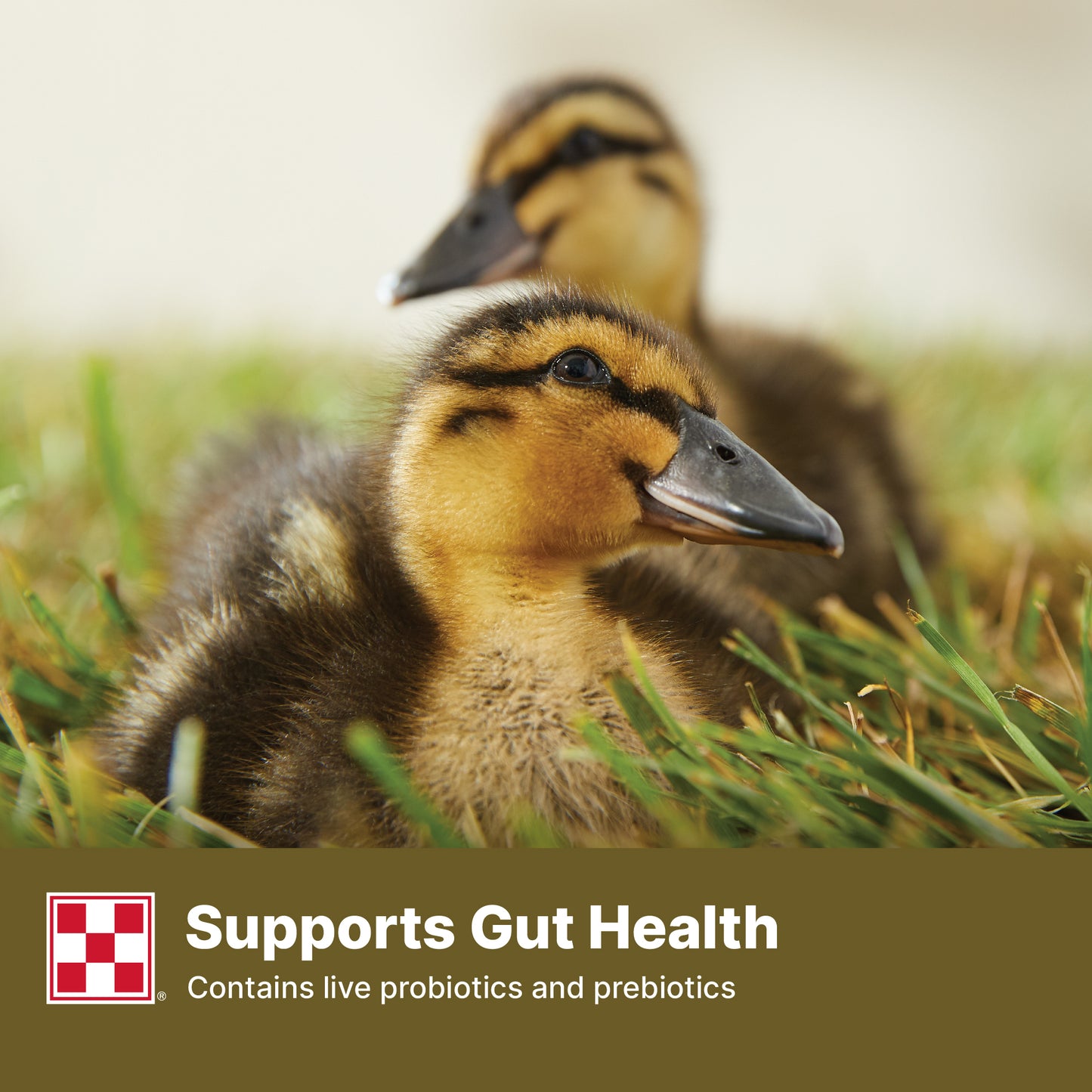 Purina Duck Pellets 61HJ - 4.5lb