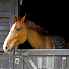Sweet PDZ Horse Stall Refresher Granular - 25lb