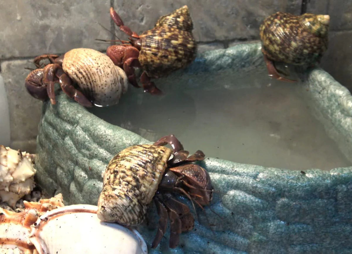 Gargeer Hermit Crab Soaking Salt - 3oz