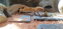 Gargeer Leopard Gecko Complete Food