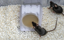 Shepherd Shacks - Clear H20 Holder - 96 Per Case