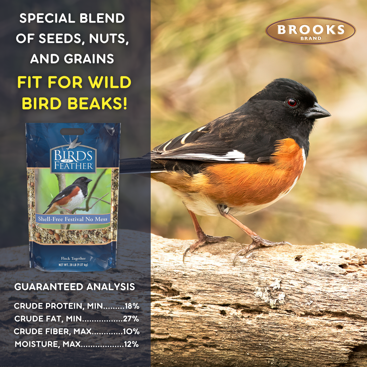Birds Of A Feather - Shell-Free Festival