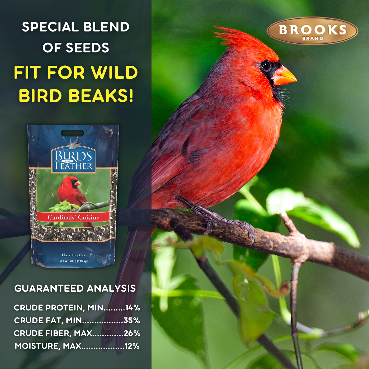 Birds Of A Feather - Cardinals' Cuisine