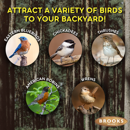 Birds Of A Feather - Songbird Premium