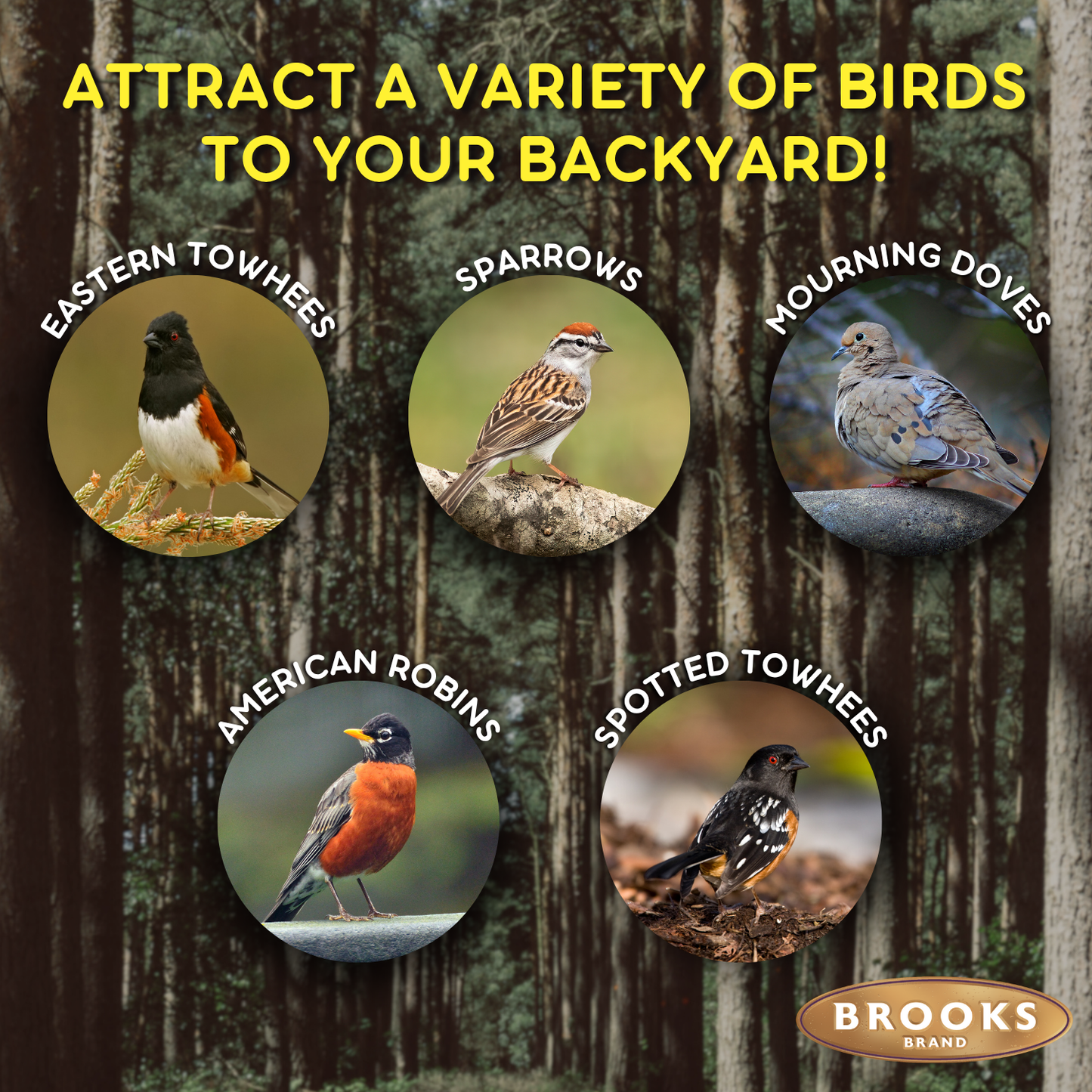 Birds Of A Feather - Shell-Free Festival