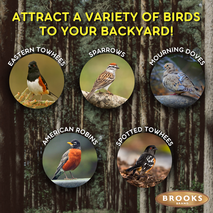 Birds Of A Feather - Shell-Free Festival