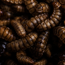 Black Soldier Fly Larvae