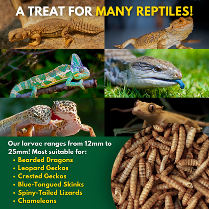 Brooks Brand BSFL for Reptiles - 1lb