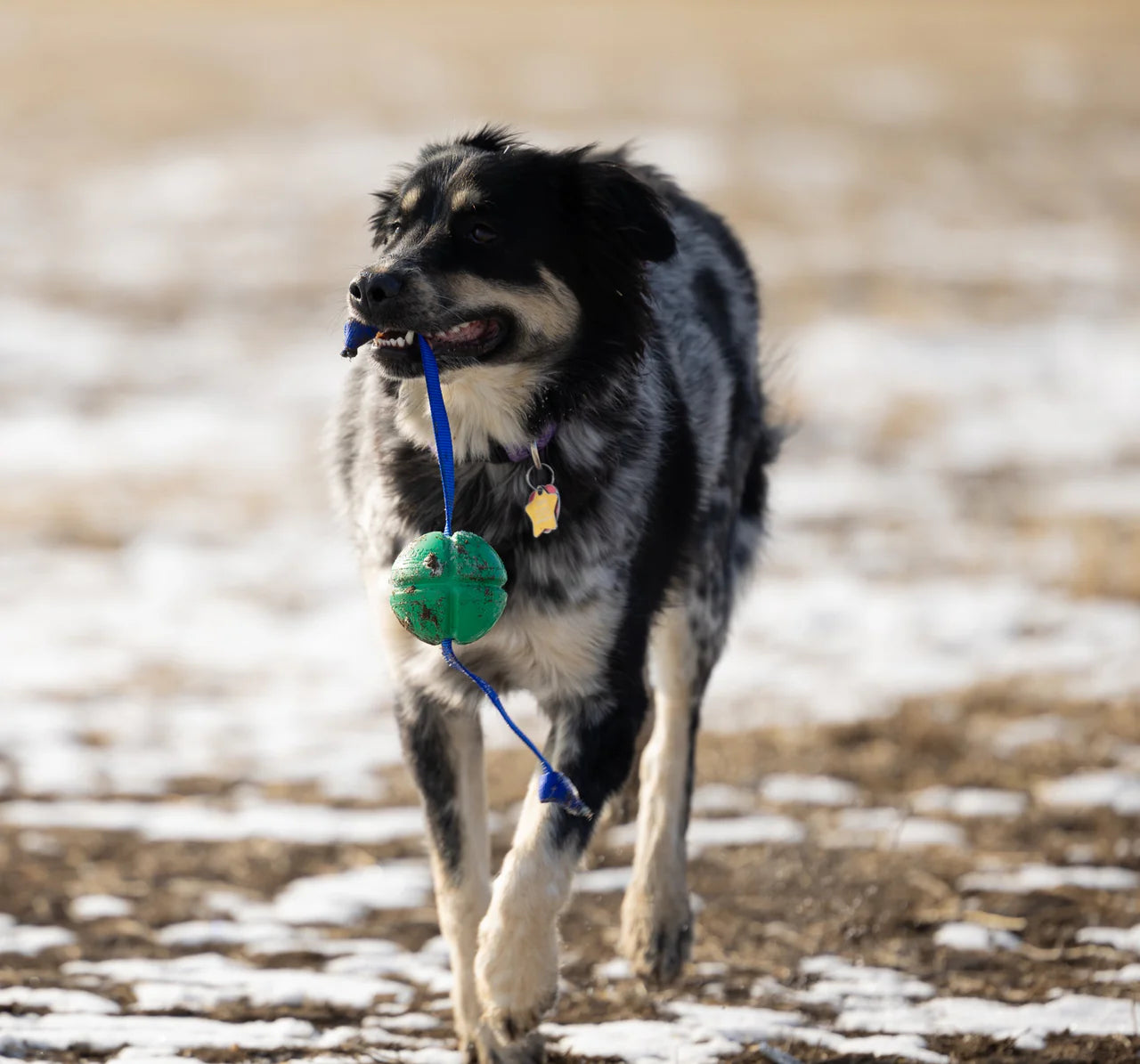 FloTek Dog Tug Toy
