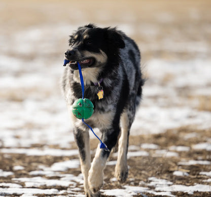 FloTek Dog Tug Toy
